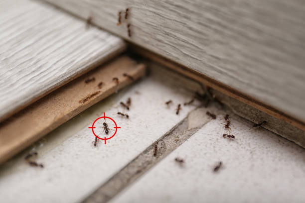 Best Best Pest Control Companies  in Caledonia, MI
