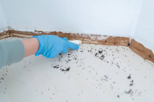Flea Control Services in Caledonia, MI